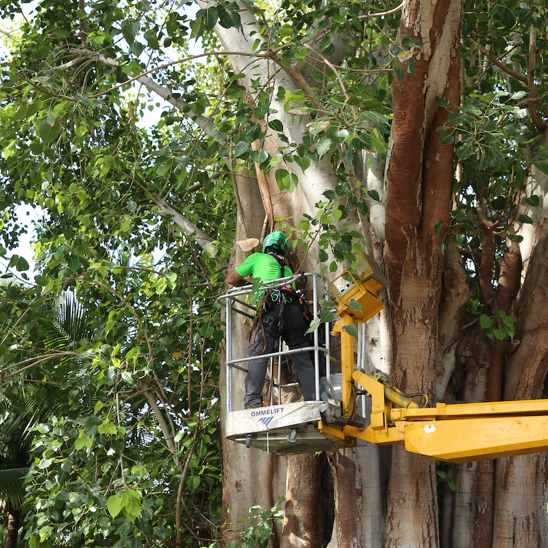 Crew member performing tree services on lift